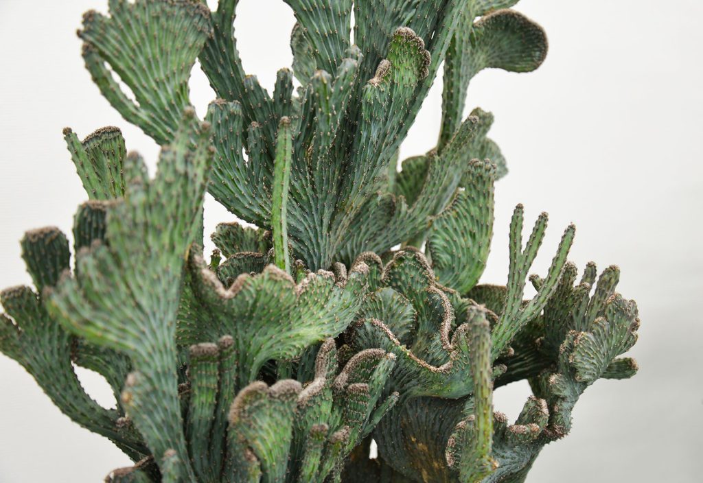 喋る、響く、植物の声。-The VOICE of Plant- | アートギャラリー